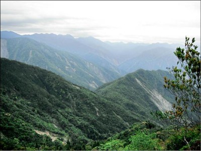 野生山茶生長在南部中央山脈深處。（記者蘇福男攝）